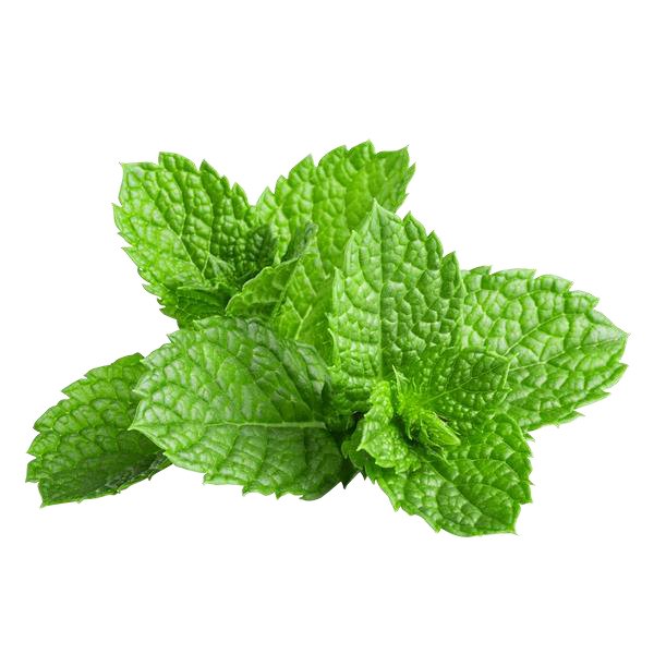Mint